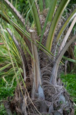 Güney Amerika bitkisi. Jelly Palm olarak da bilinen Butia Capitata 'nın yakından görüntüsü, bahçede yetişen güçlü gövde ve dallar,. 