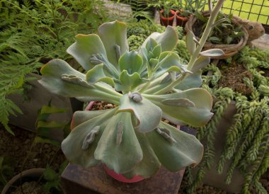 Egzotik sulu bitki türleri. Ender bulunan Echeveria gibbiflora Caronculata 'nın yakın görüntüsü, balkonda büyüyen bir tencerede mavi ve yeşil yapraklardan oluşan güzel bir kolye.. 