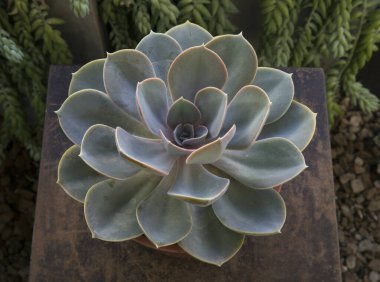 Exotic succulent plants. Closeup view of an Echeveria Perle von Nurnberg beautiful rosette of blue and gray leaves. clipart