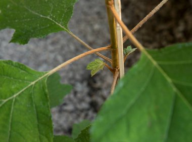 Ortanca quercifolia üzerine seçici bir odak noktası, meşe yaprağı ortancası, yeni yaprak filizi ve güzel yapraklar olarak da bilinir..