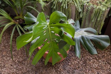 Şehir bahçesi. Parçalanmış yaprak Philodendron olarak da bilinen Monstera Deliciosa 'nın yakın görüntüsü, balkondaki bir çömlekte büyüyen deliklerle süslü yeşil yaprak.. 