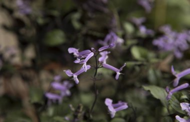 Çiçek. Plectranthus Mona Lavanta bitkisinin yakın görüntüsü. Mor tüp çiçek, bahçede çiçek açıyor..