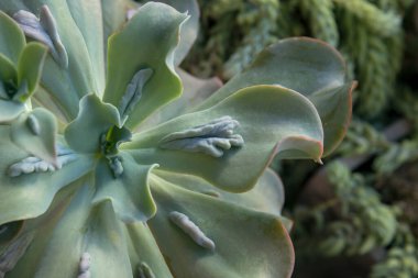 Egzotik, sulu bitkiler. Echeveria gibbiflora Caronculata 'nın yeşil yapraklı ve bir sürü karamcası olan en iyi manzarası..