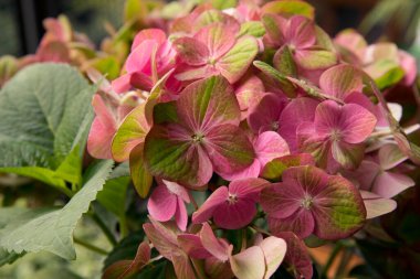 Bitki dokusu ve deseni. Egzotik çiçekler. Hortensia Hydrangea makrophylla Magical 'in yakın görüntüsü, aynı zamanda büyük yaprak Hydrangea olarak da bilinir, yeşil ve pembe taç yapraklarından çiçekler, bahçede açan bahar.