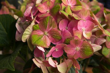 Bitki dokusu ve deseni. Egzotik çiçekler. Hortensia Hydrangea makrophylla Magical 'in yakın görüntüsü, aynı zamanda büyük yaprak Hydrangea olarak da bilinir, yeşil ve pembe taç yapraklarından çiçekler, bahçede açan bahar.