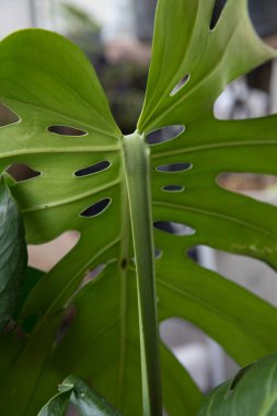 Doğal doku ve şablon. Monstera deliciosa 'nın yakın görüntüsü, aynı zamanda bölünmüş yaprak Philodendron sapı olarak da bilinir ve büyük, parlak ve yeşil yaprak altında beyaz süs delikleri ve sinirler.