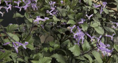 Doğal doku ve şablon. Plectranthus Mona Lavanta bitkisinin yakın görüntüsü yeşil yapraklar yapraklar ve mor borular çiçekler bahçede çiçek açıyor..