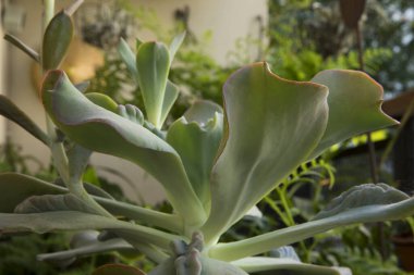 Egzotik sulu bitkiler. Bir Echeveria gibbiflora Caronculata sapının yakın görüntüsü ve şehir bahçesindeki bir tencerede büyüyen bir sürü karpuz ve yeşil yapraklardan oluşan bir gül..