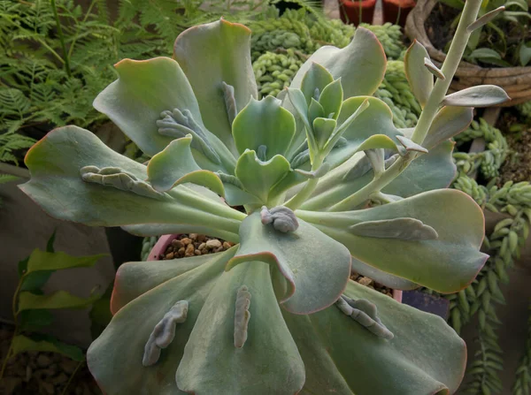 Exotiska Hybridsuckulerande Växter Ovanifrån Echeveria Gibbiflora Caronculata Rosett Gröna Blad — Stockfoto