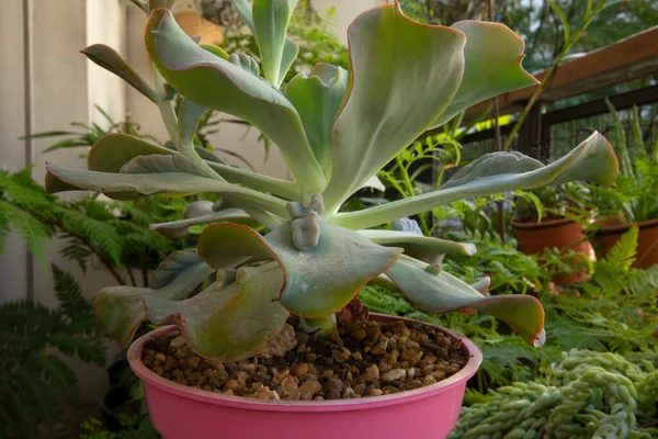 Exotiska Saftiga Växter Närbild Skulpturala Echeveria Gibbiflora Caronculata Vacker Rosett — Stockfoto