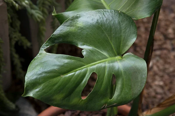 Egzotik Bitki Örtüsü Parçalanmış Yaprak Philodendron Olarak Bilinen Monstera Deliciosa — Stok fotoğraf