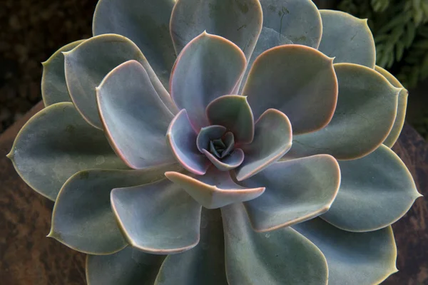 Exotische Sappige Planten Close Zicht Een Echeveria Perle Von Nurnberg — Stockfoto