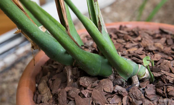 Botanik. Bir Monstera Deliciosa bitkisinin yakın görüntüsü yeşil saplı ve ampuller, bir tencerede büyüyen. 