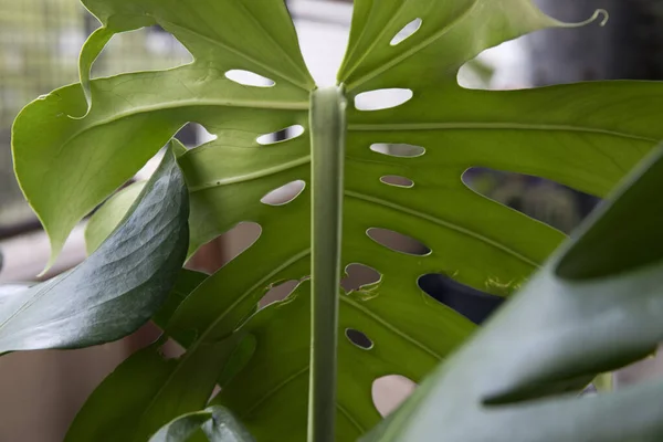 植物の茎に焦点を当てます 分裂葉としても知られているモンステラおいしいのクローズアップビューフィロデンドロン茎と大きく 明るく緑の葉の下に白い装飾穴と神経 — ストック写真