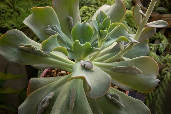 Plantas Suculentas Híbridas Exóticas Vista Superior Uma Roseta Echeveria Gibbiflora — Fotografia de Stock