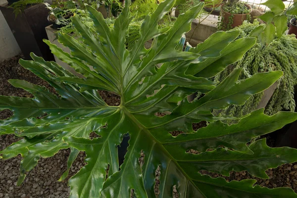 Textura Folhas Grandes Vista Perto Bipinnatifidum Philodendron Também Conhecido Como — Fotografia de Stock