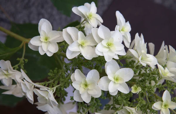 Çiçek. Hydrangea quercifolia 'nın yakından görünüşü, aynı zamanda meşe yaprağı ortancası olarak da bilinir, baharda açan beyaz taç yapraklarının çiçekleri..