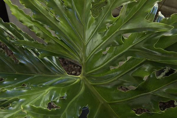 Grande Consistenza Delle Foglie Veduta Vicino Bipinnatismo Philodendron Noto Anche — Foto Stock