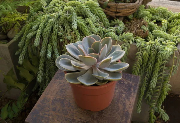 Egzotikus Zamatos Növények Szoros Kilátás Gyönyörű Echeveria Perle Von Nurnberg — Stock Fotó