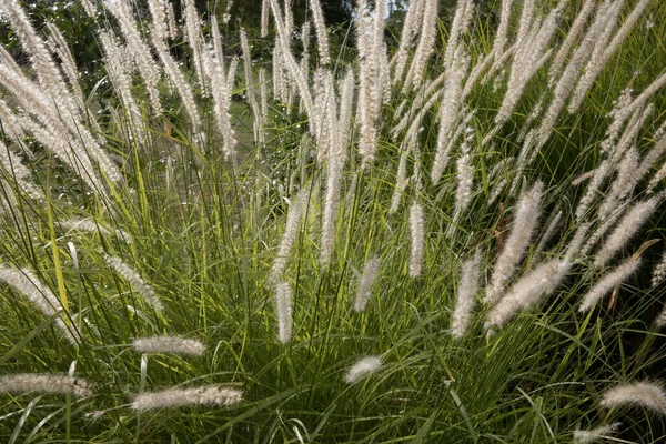 装饰的草 在花园里生长的东方针叶树 也被称为 源头草 Fountain Grass 它美丽的叶面质感和色彩 — 图库照片