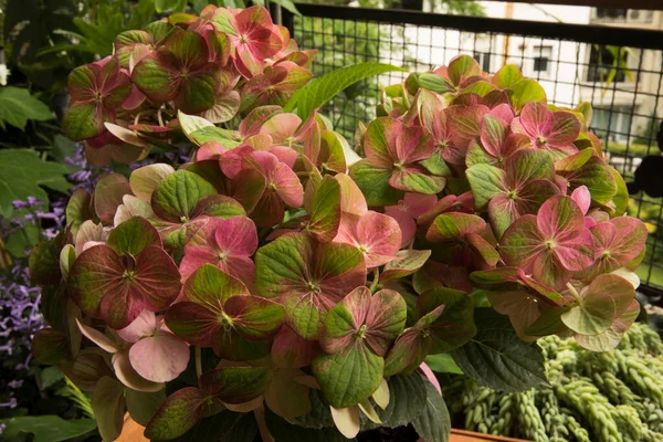 Floral texture and pattern. Exotic flowers. Closeup view of Hortensia Hydrangea macrophylla Magical, also known as big leaf Hydrangea, flowers of green and pink petals, spring blooming in the balcony.