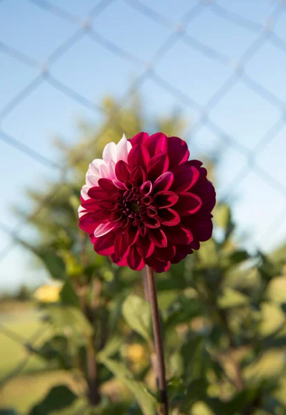 Flore Vue Rapprochée Fleur Colorée Dahlia Pinnata Fleurissant Dans Jardin — Photo