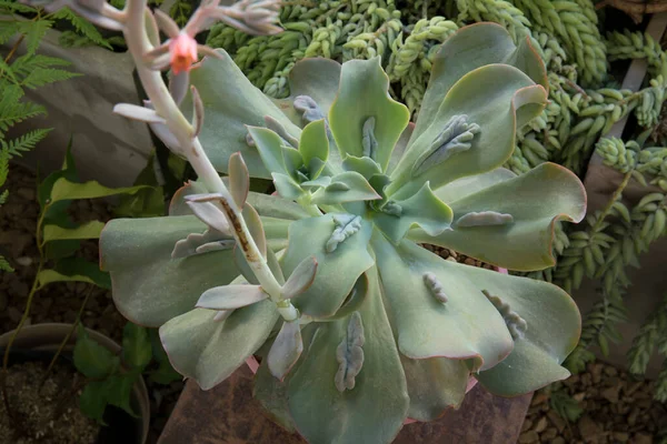 Exotiska Hybridsuckulerande Växter Overhead Närbild Echeveria Gibbiflora Caronculata Rosett Gröna — Stockfoto