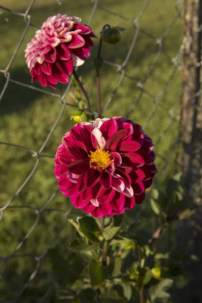 Flore Vue Rapprochée Fleur Colorée Dahlia Pinnata Fleurissant Dans Jardin — Photo