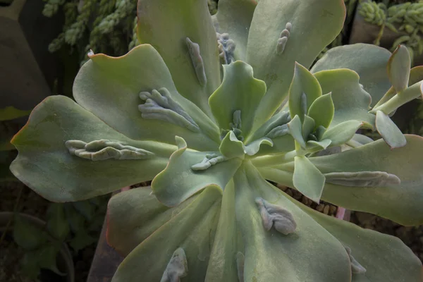 이국적 삼촌들이 잎으로 이루어진 베리아긴 비식물상 로제트의 꼭대기 — 스톡 사진