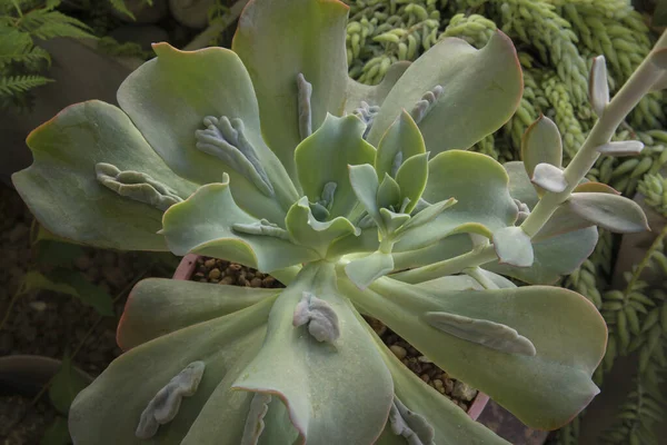 Plantas Suculentas Híbridas Exóticas Vista Superior Una Roseta Echeveria Gibbiflora — Foto de Stock