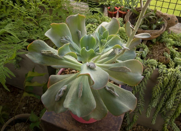 Exotische Sukkulente Pflanzenarten Nahaufnahme Der Seltenen Echeveria Gibbiflora Caronculata Schöne — Stockfoto