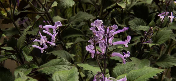 植物紫色管状花 在花园里盛开的多花莫娜薰衣草 — 图库照片