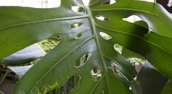 エキゾチックな植物 分裂葉としても知られているモンステラおいしいのクローズアップビューPhilodendron 穴のある観賞用の緑の葉 鍋で成長 — ストック写真