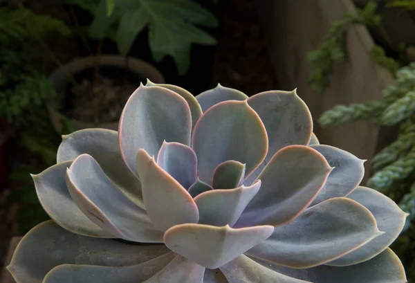 异型肉质植物 荷恩伯格 Perle Von Nurnberg 美丽的蓝灰相间的玫瑰花环 — 图库照片