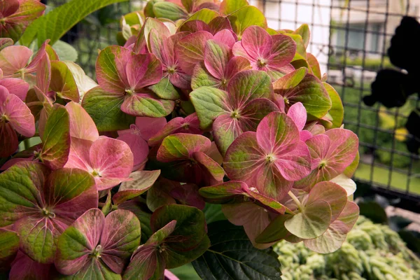 Floral texture and pattern. Exotic flowers. Closeup view of Hortensia Hydrangea macrophylla Magical, also known as big leaf Hydrangea, flowers of green and pink petals, spring blooming in the garden.