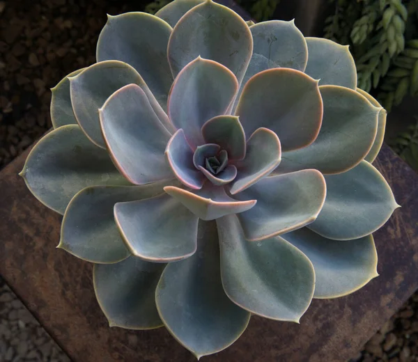 Εξωτικά Ζουμερά Φυτά Closeup Άποψη Μιας Echeveria Perle Von Nurnberg — Φωτογραφία Αρχείου