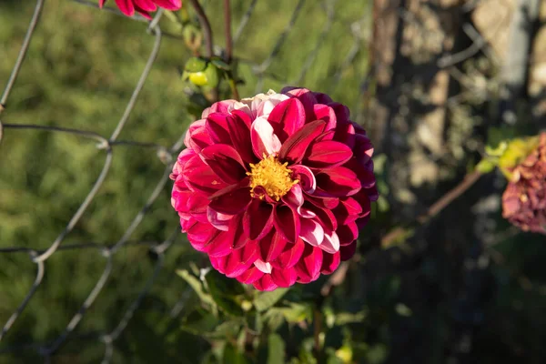 Floral Vue Rapprochée Belle Fleur Multicolore Dahlia Pinnata Aux Pétales — Photo