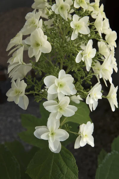 stock image Floral. Closeup view of Hydrangea quercifolia, also known as oakleaf hydrangea, flowers of white petals spring blooming in the garden.