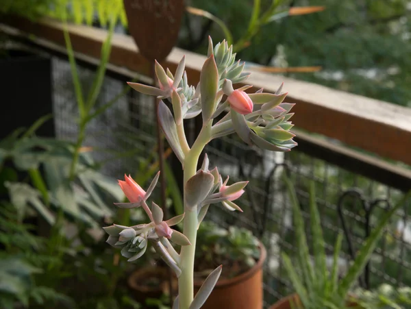 Floração Plantas Suculentas Foco Seletivo Uma Gibbiflora Echeveria Caronculata Pedúnculo — Fotografia de Stock