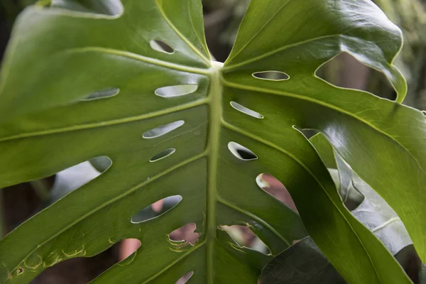 Doğal doku ve şablon. Monstera deliciosa 'nın yakın görüntüsü, aynı zamanda bölünmüş yaprak Philodendron sapı olarak da bilinir ve büyük, parlak ve yeşil yaprak altında beyaz süs delikleri ve sinirler.