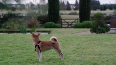 Shiba inu köpek yavrusu gün batımında bahçede.