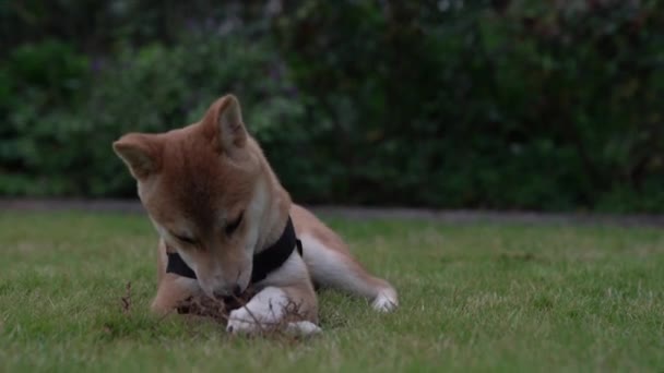 Shiba Inu Puppy Liggend Het Gras — Stockvideo