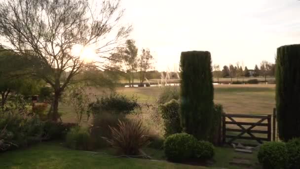 Gardening Sprinkler Connected Hose Irrigating Garden Sunset — Stock Video