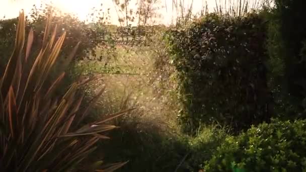 Trädgårdsarbete Närbild Automatisk Sprinkler Bevattna Växterna Trädgården Vid Solnedgången — Stockvideo