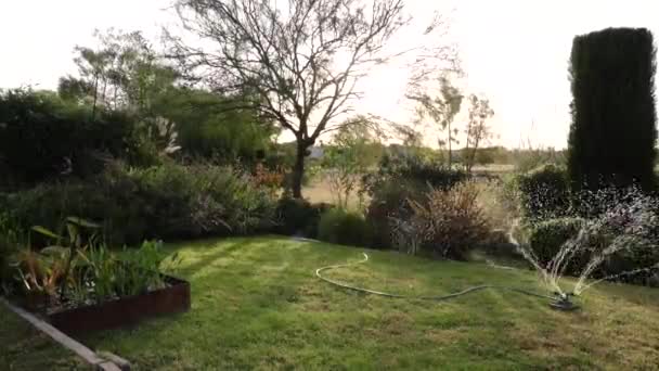 Jardinage Arroseur Relié Tuyau Arrosage Arrosant Jardin Coucher Soleil — Video