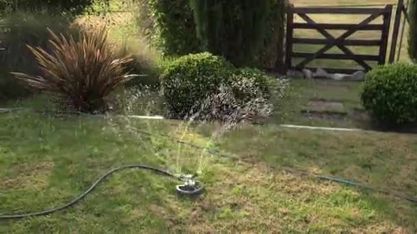 Trädgårdsarbete Sprinkler Ansluten Till Slang Bevattna Trädgården Vid Solnedgången — Stockvideo