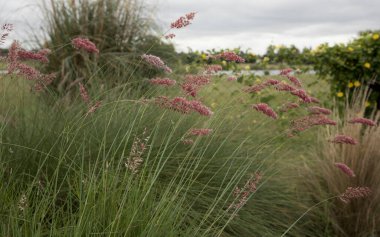 Çiçeksel süs otları. Melinis nerviglumis 'in yakından görüntüsü, Ruby Grass olarak da bilinir, yeşil yeşillik ve kırmızı, pembe çiçekler baharda bahçede çiçek açar.. 