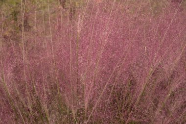 Süslü otlar, doku ve desen. Pembe Muhly Çimi olarak da bilinen bir Muhlenbergia kılcal damarı üzerine seçici bir odak noktası, güzel pembe çiçekler ve yapraklar, bahçede açan bahar..