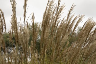 Bahçe düzenleme ve süs otları. Miscanthus Sinensis Gracillimus 'un yakından görünüşü, aynı zamanda Çin gümüşi çimeni, yeşillik ve kahverengi çiçekler olarak da bilinir..