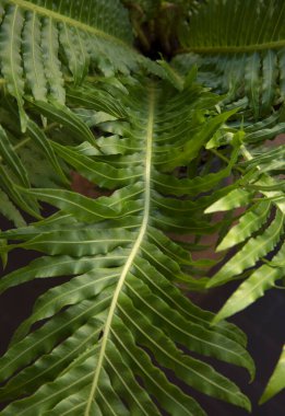 Arkaplan bırakır. Blechnum gibbum 'un yakın görüntüsü, ayrıca minyatür ağaç eğreltiotu olarak da bilinir, güzel yeşil yaprak ve broşür dokusu ve deseni.